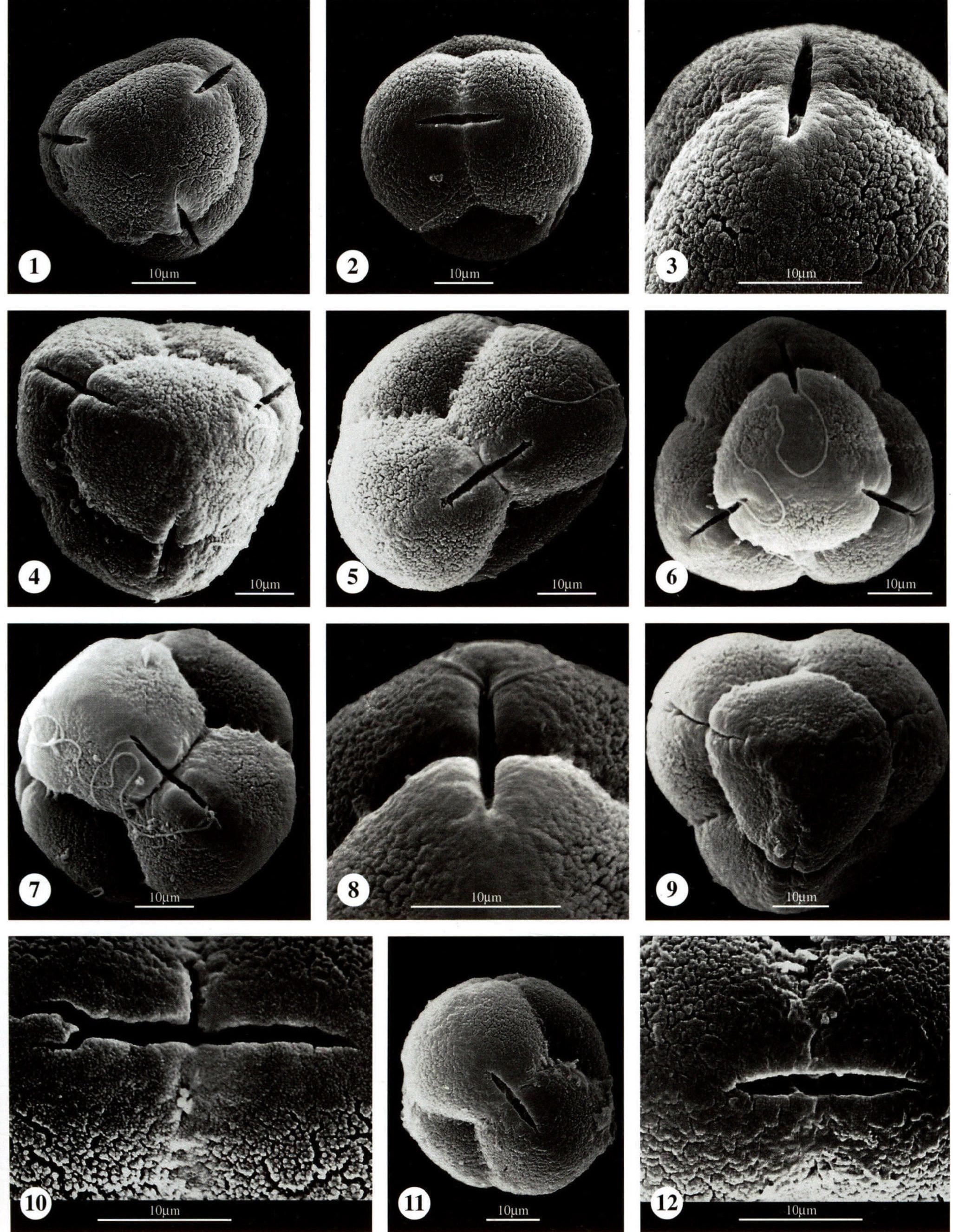 图版85 杜鹃花科 Ericaceae